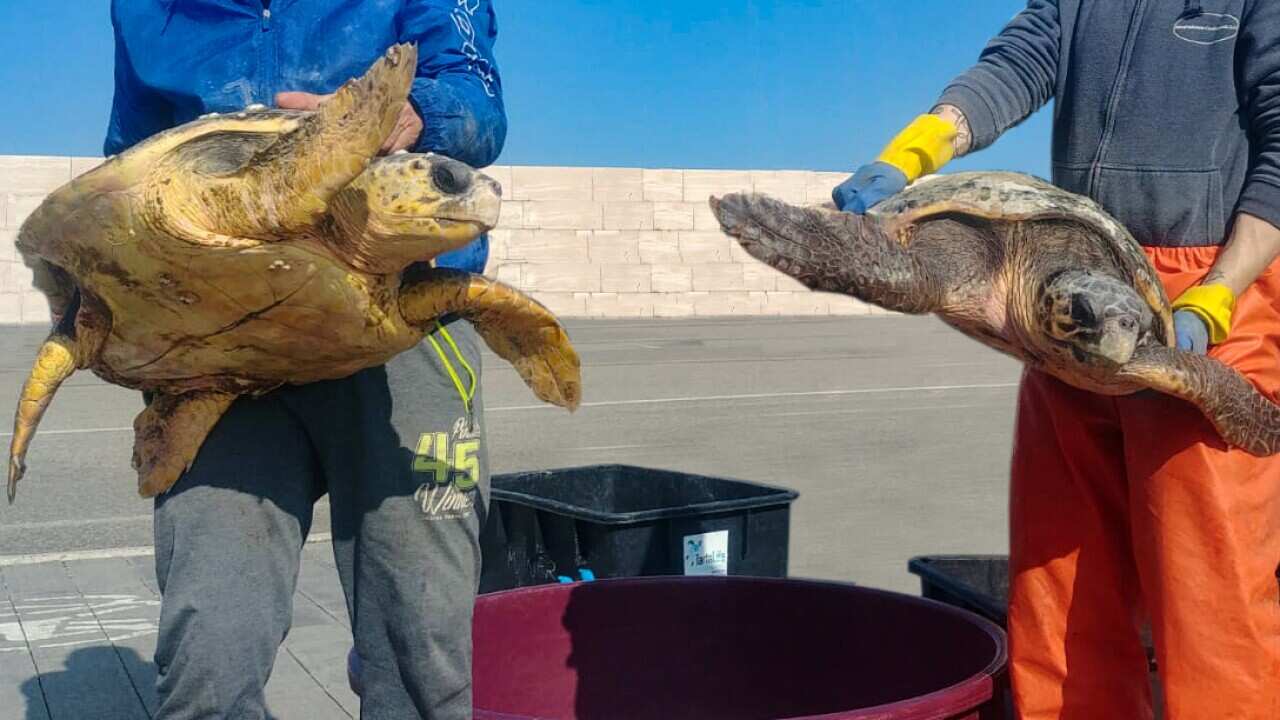 Romeo e Giulietta: le due tartarughe caretta salvate in Puglia saranno liberate a San Valentino