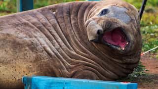 A large southern elephant seal roars at a blue lump of wood.