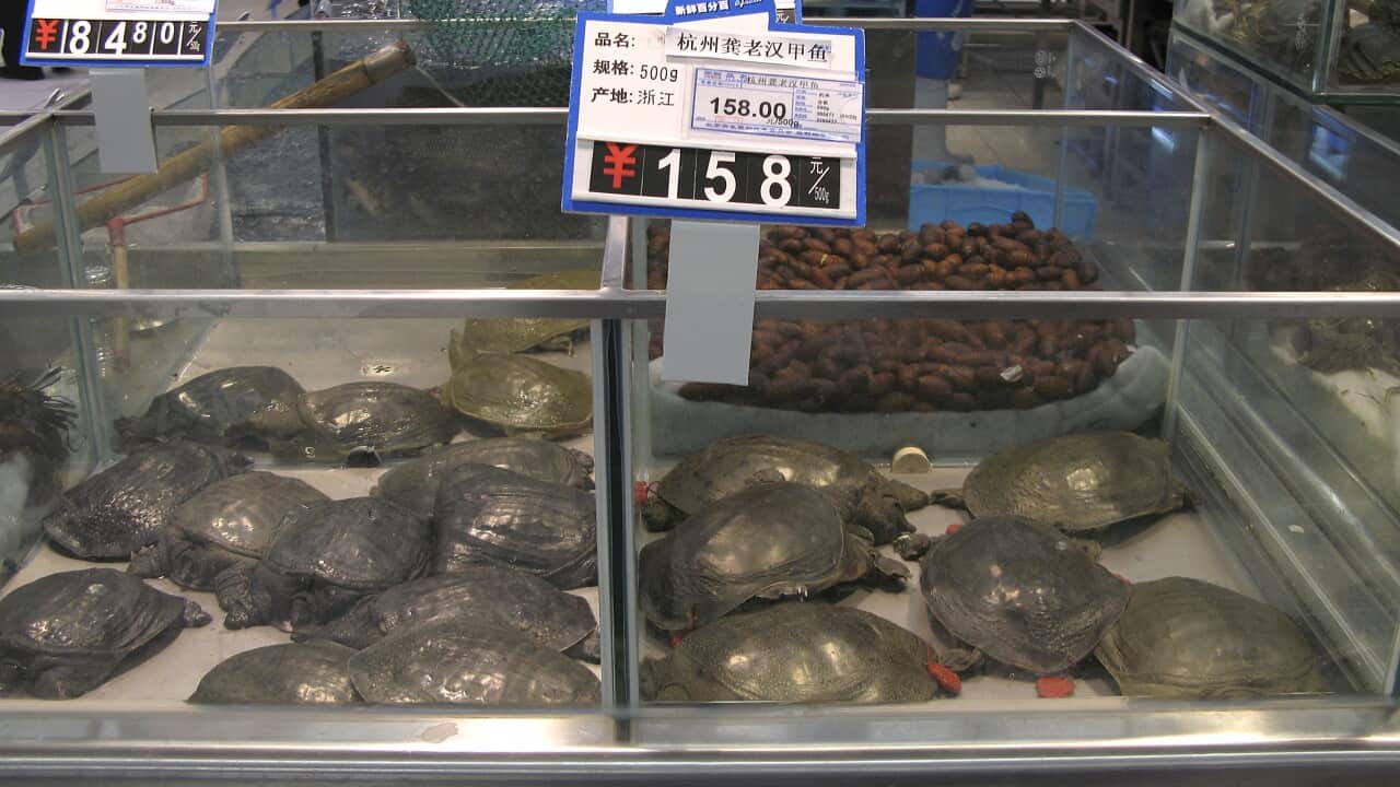 tortoises china.jpg