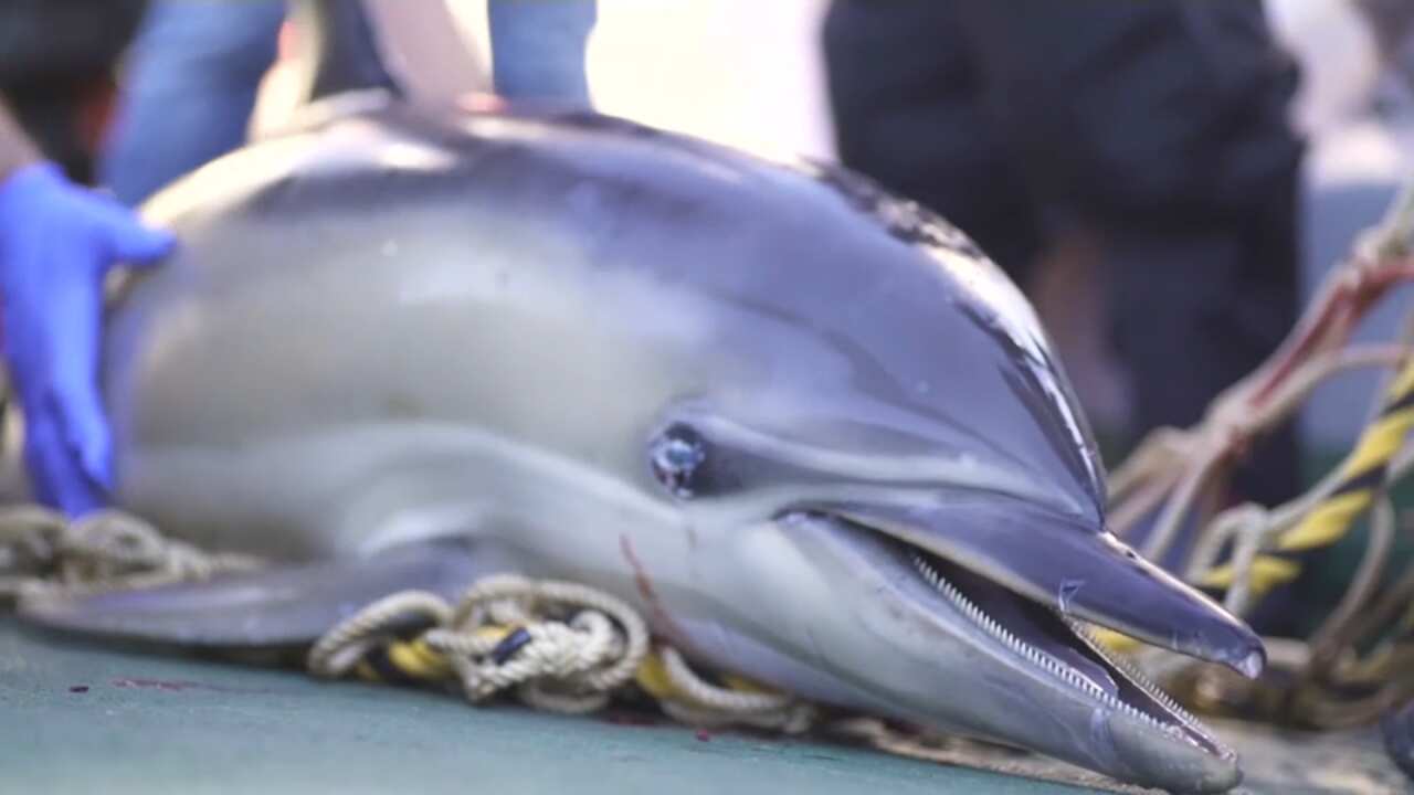 A dead dolphin on the deck of a Sea Shepherd boat