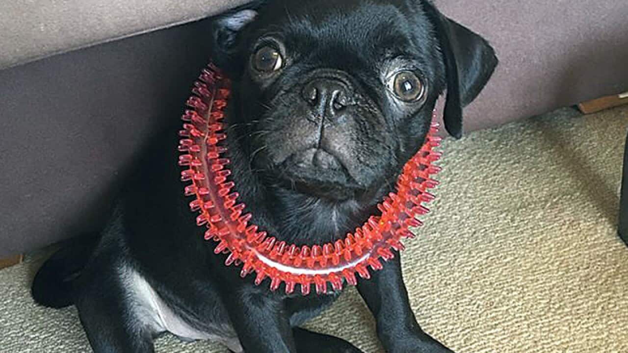 A black Pug stolen from Sydney Olympic Park