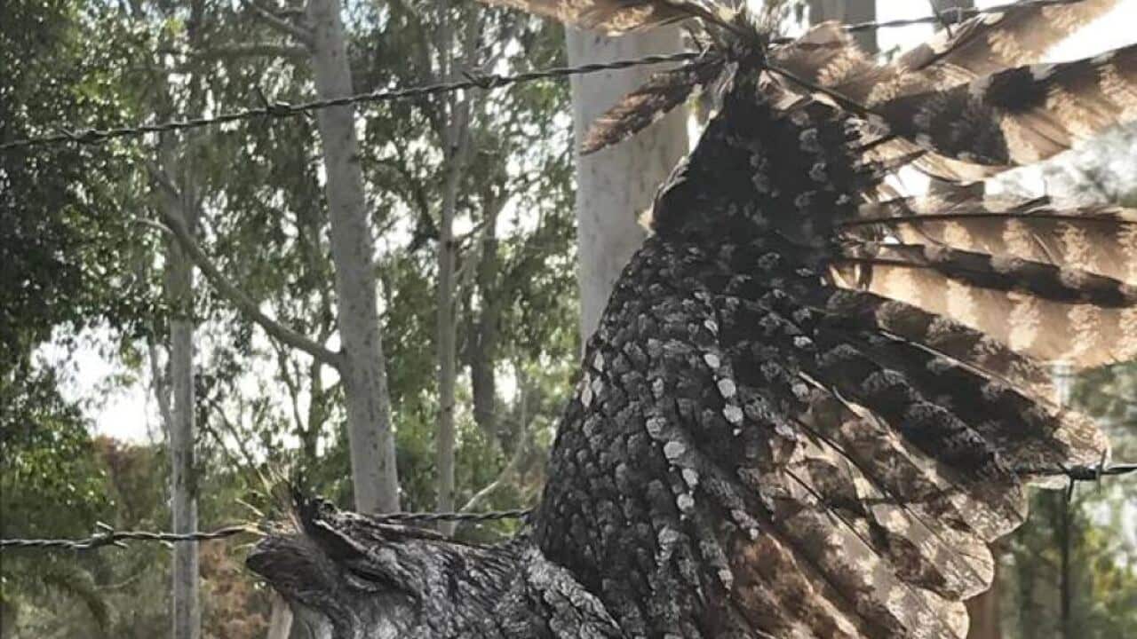 Tawny frogmouth bird tangled in a barbed wire fence