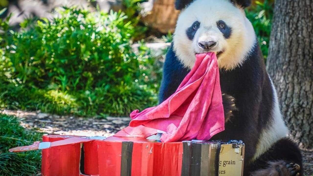 male Panda, Wang Wang