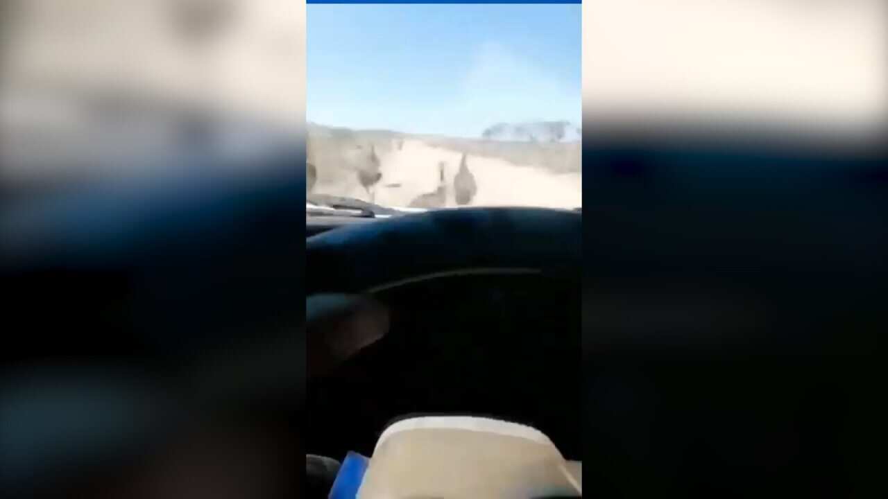 A video posted on social media shows a man who appears to deliberately run into several emus
