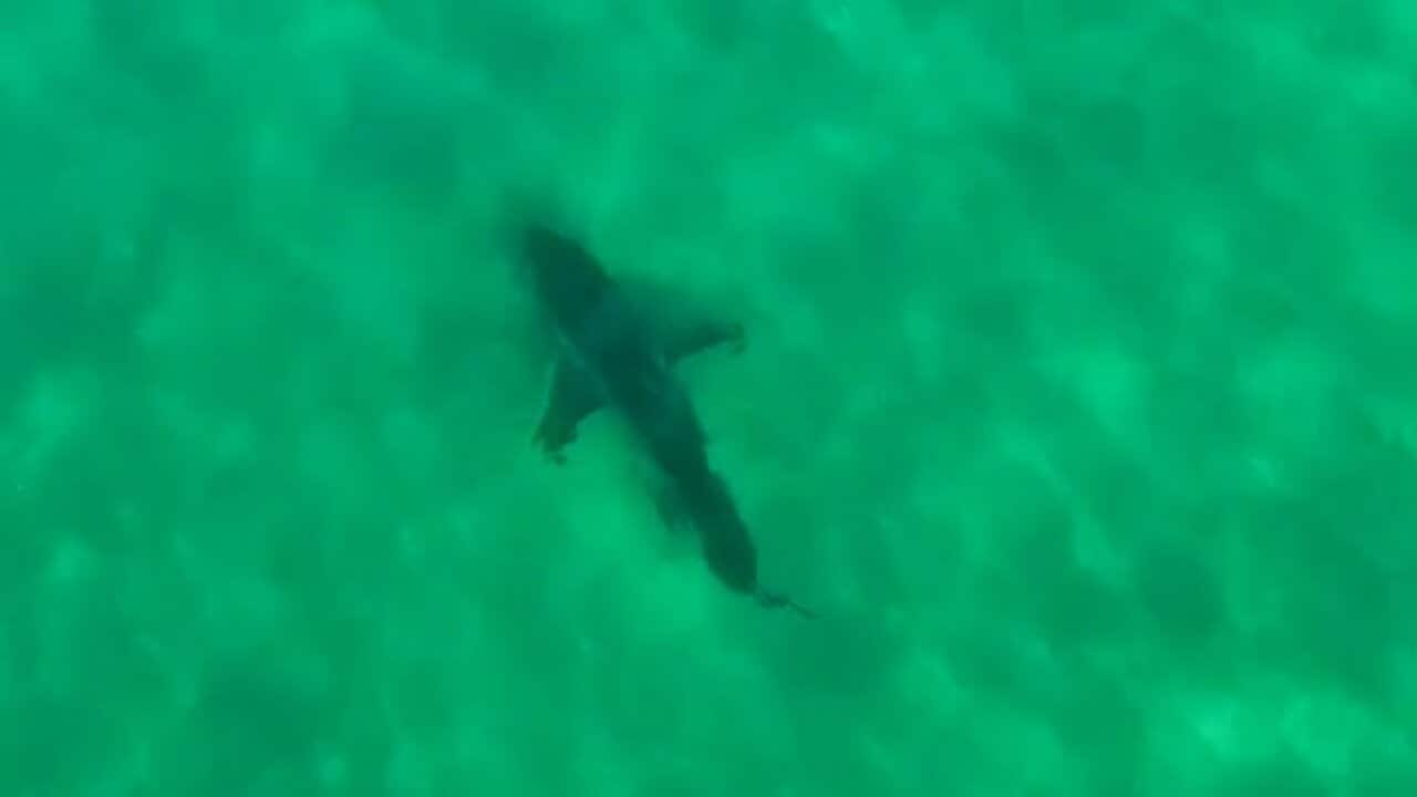 Shark attack on surfer at Evans Head beach, NSW