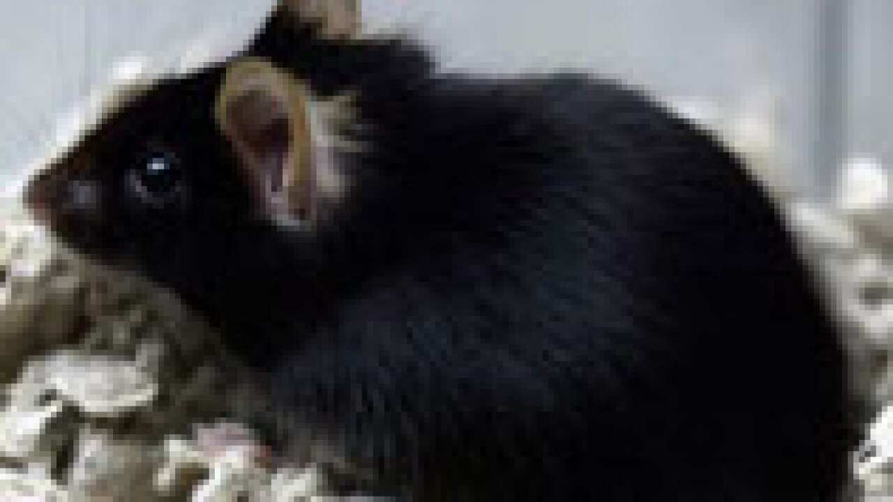 mouse_getty_0411_S_aap_1801365365
