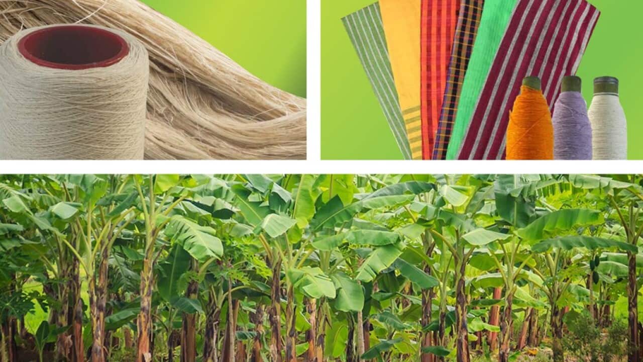 The University of Moratuwa successfully achieved to fabric made from Banana Fibre