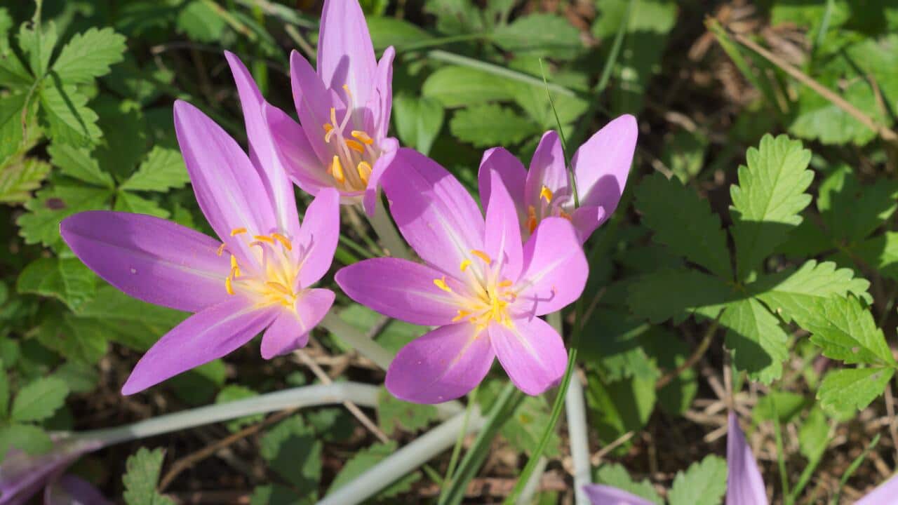 Autumn Crocus
