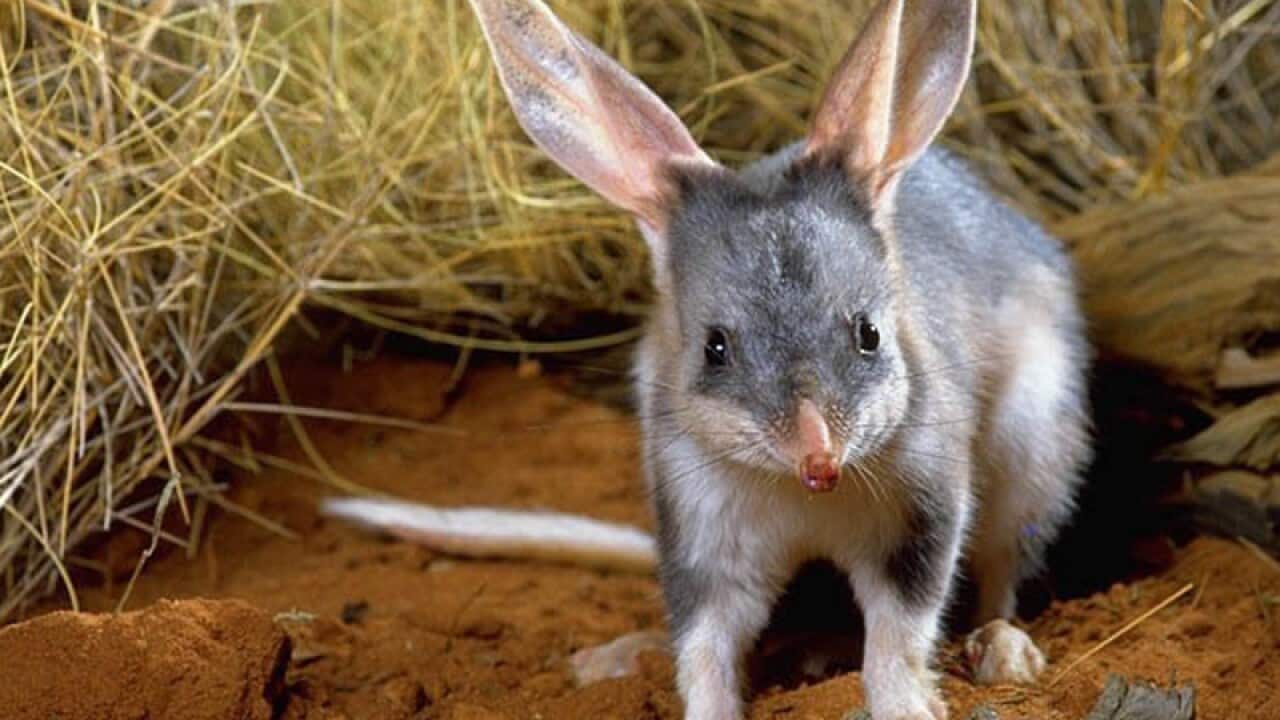 file photo of a bilby in Charleville, Queensland