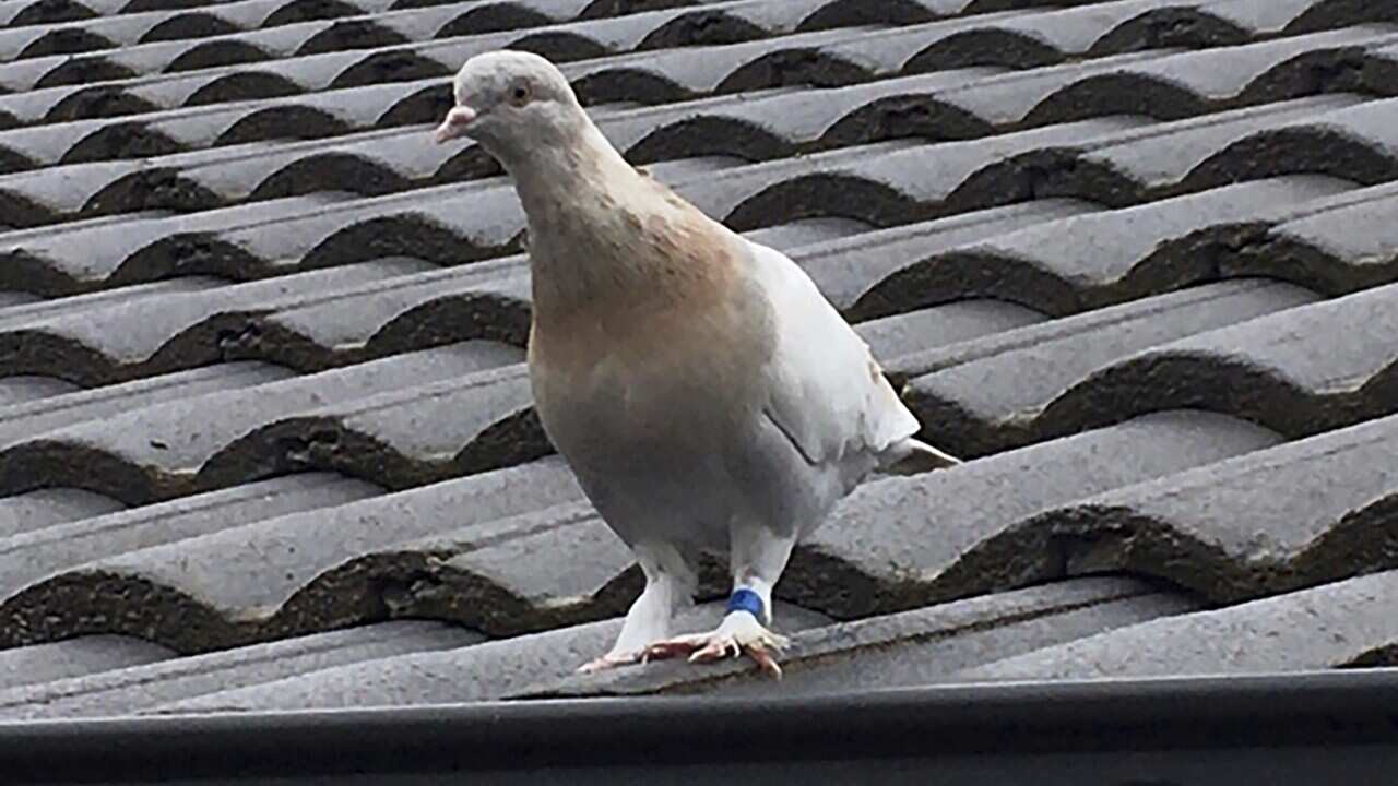 Image for read more article 'Riascolta le belle notizie del 2021'