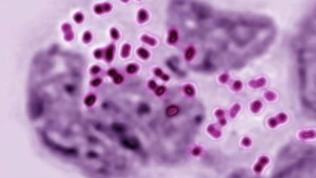 Neisseria Gonorrhea