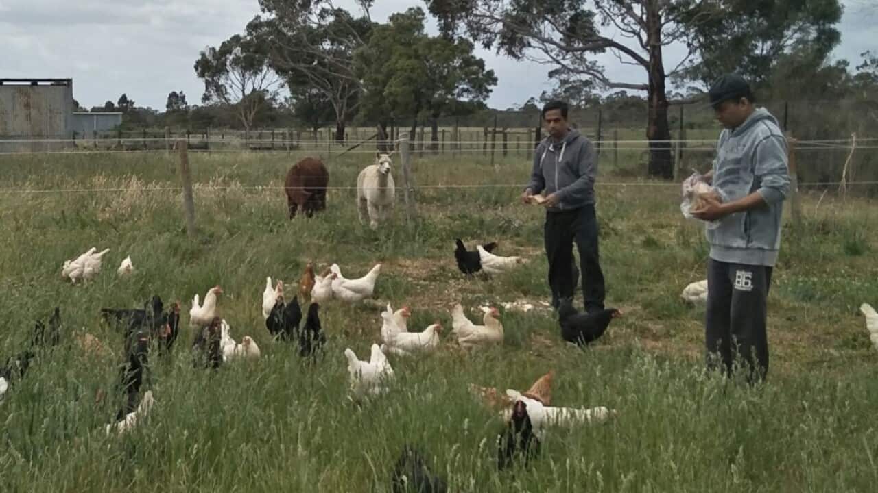 egg farm