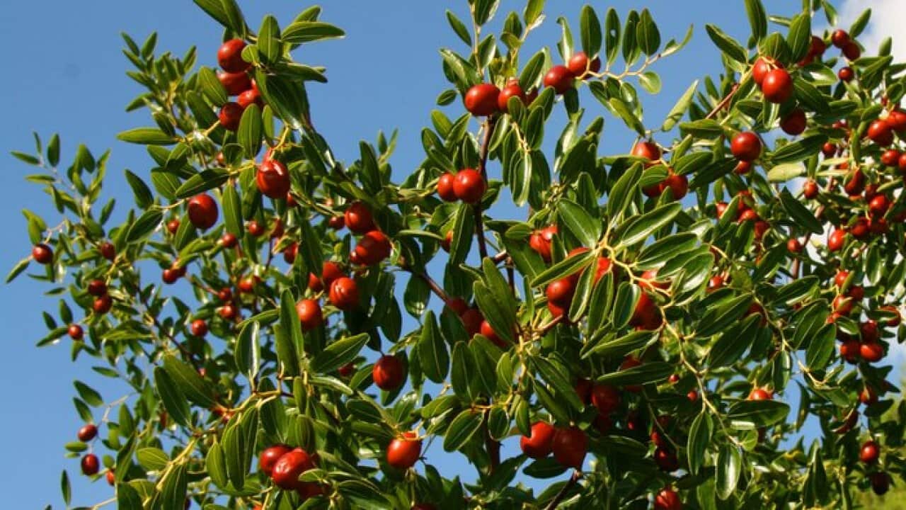 Jujube tree