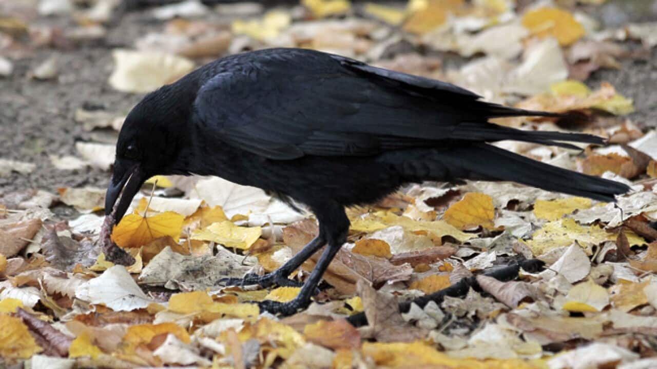 raven_bird_b_111130_getty_2050782889