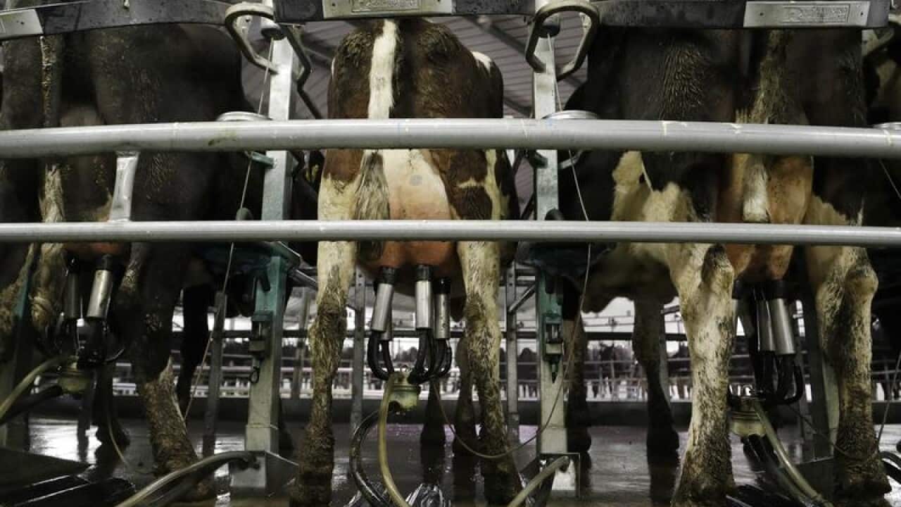 Cows are attached to a rotary milking machine
