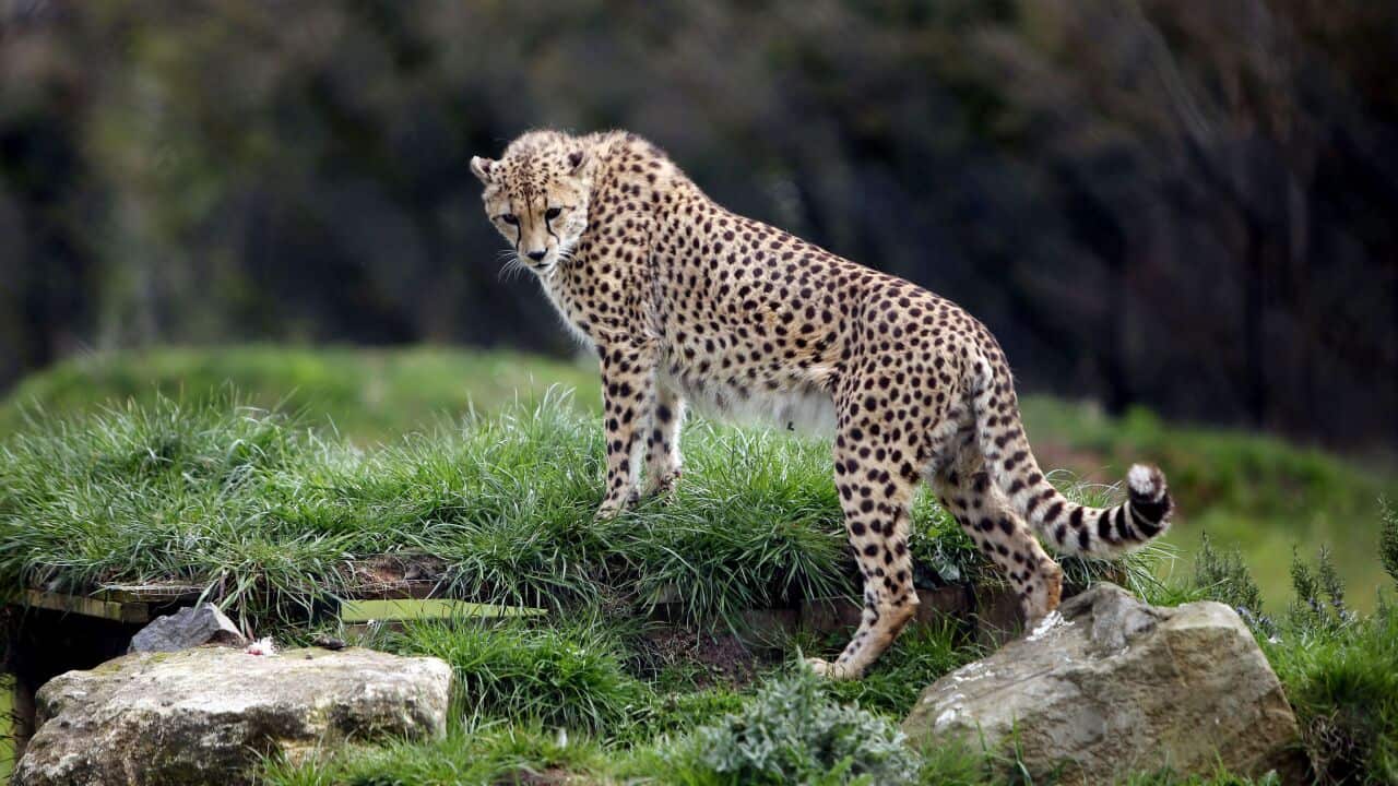 Research into endangered species