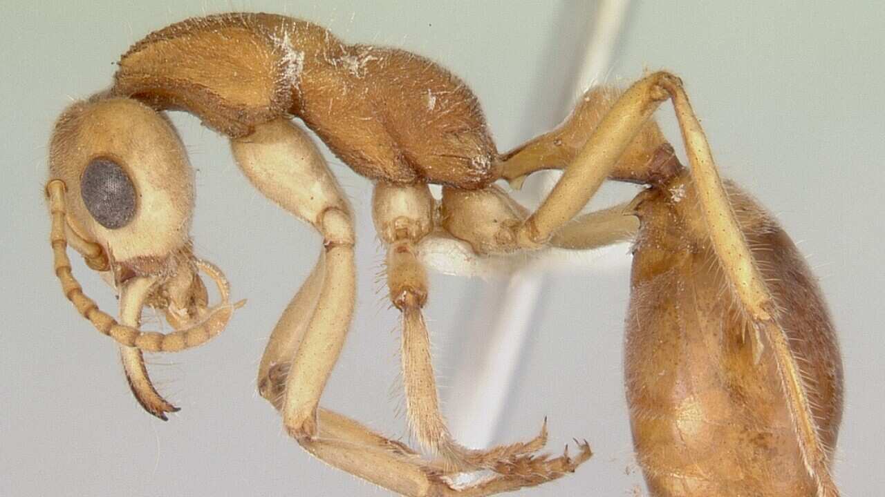 Nothomyrmecia macrops - Die Urzeitameise