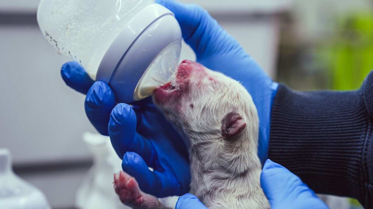 A white wolf pup is held in blue-gloved hands and fed a bottle