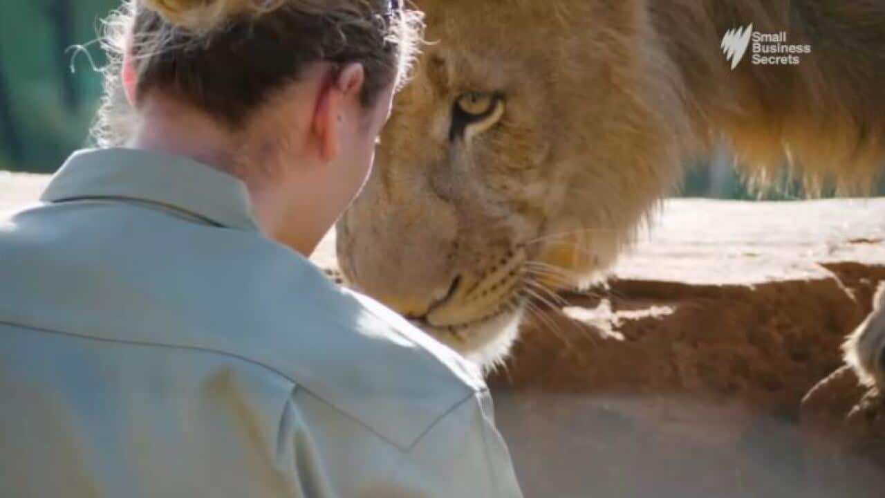 A zookeeper with a lion at Sydney Zoo.