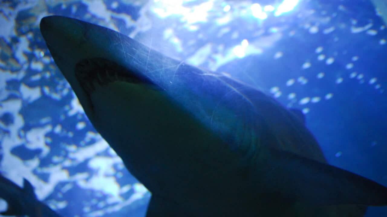 shark