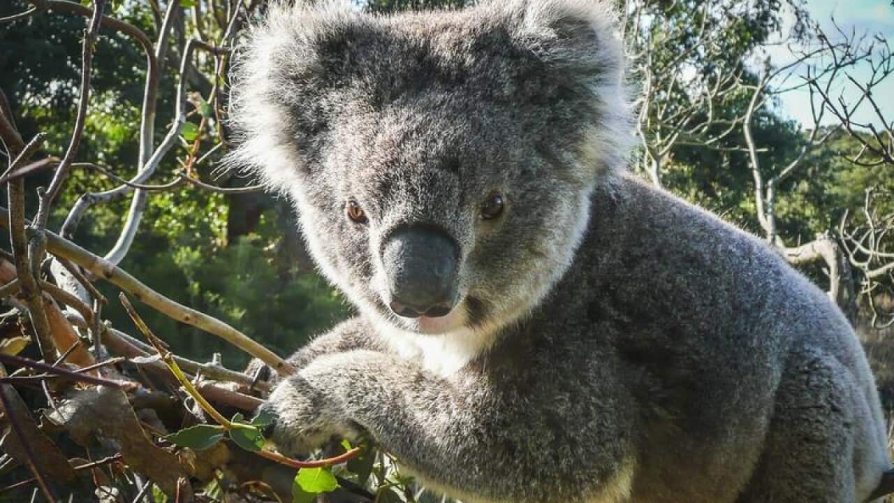 Koala