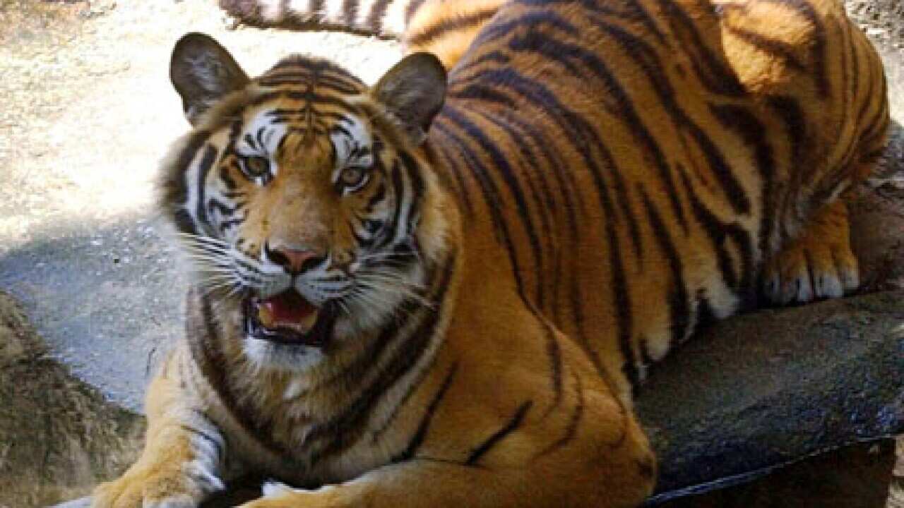 Tiger_bengali_B_aap_1277760997