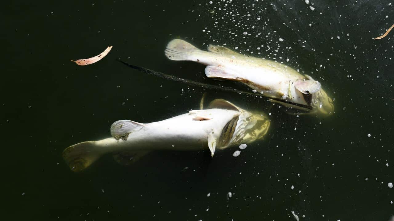 MENINDEE POONCARIE DROUGHT FEATURE