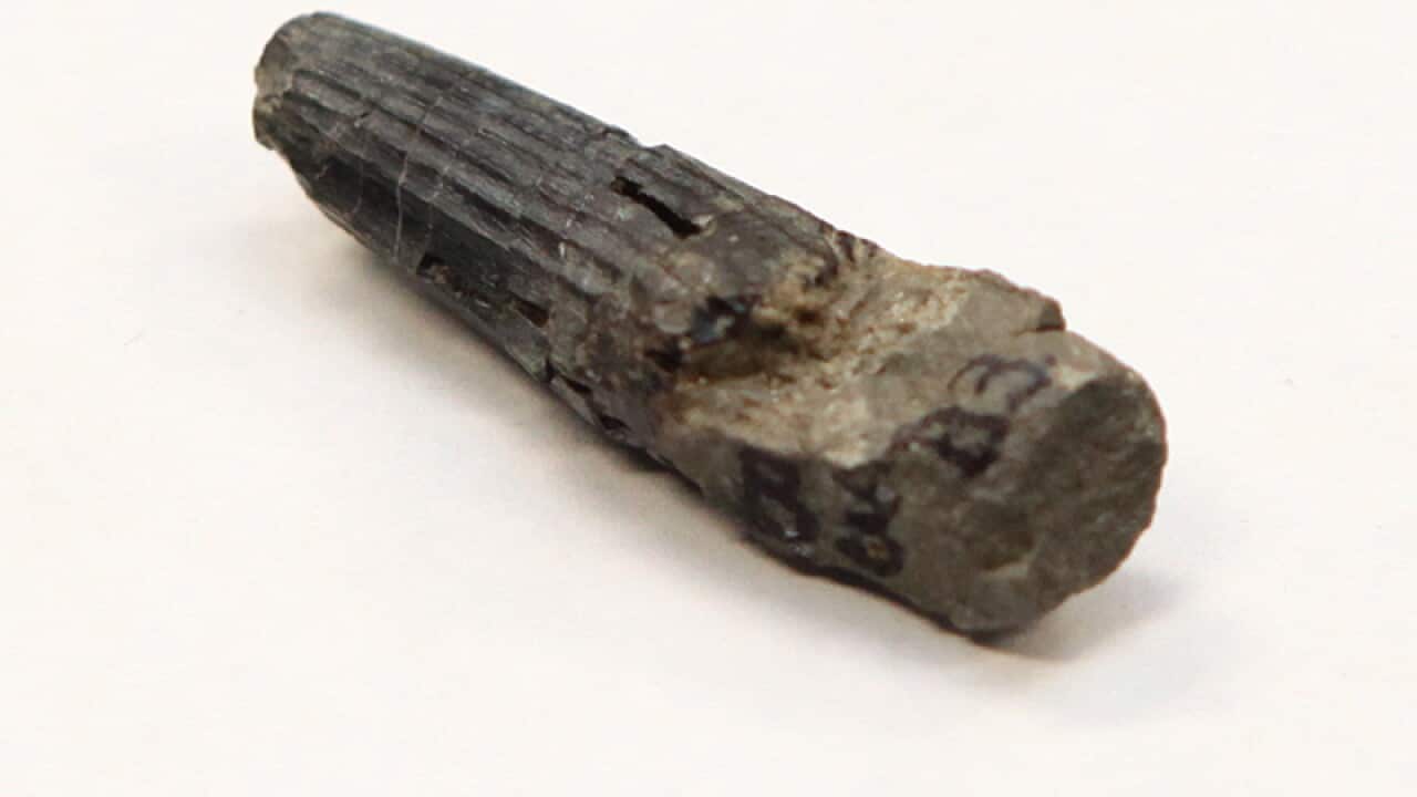 The first dinosaur fossil found in Kuala Lumpur