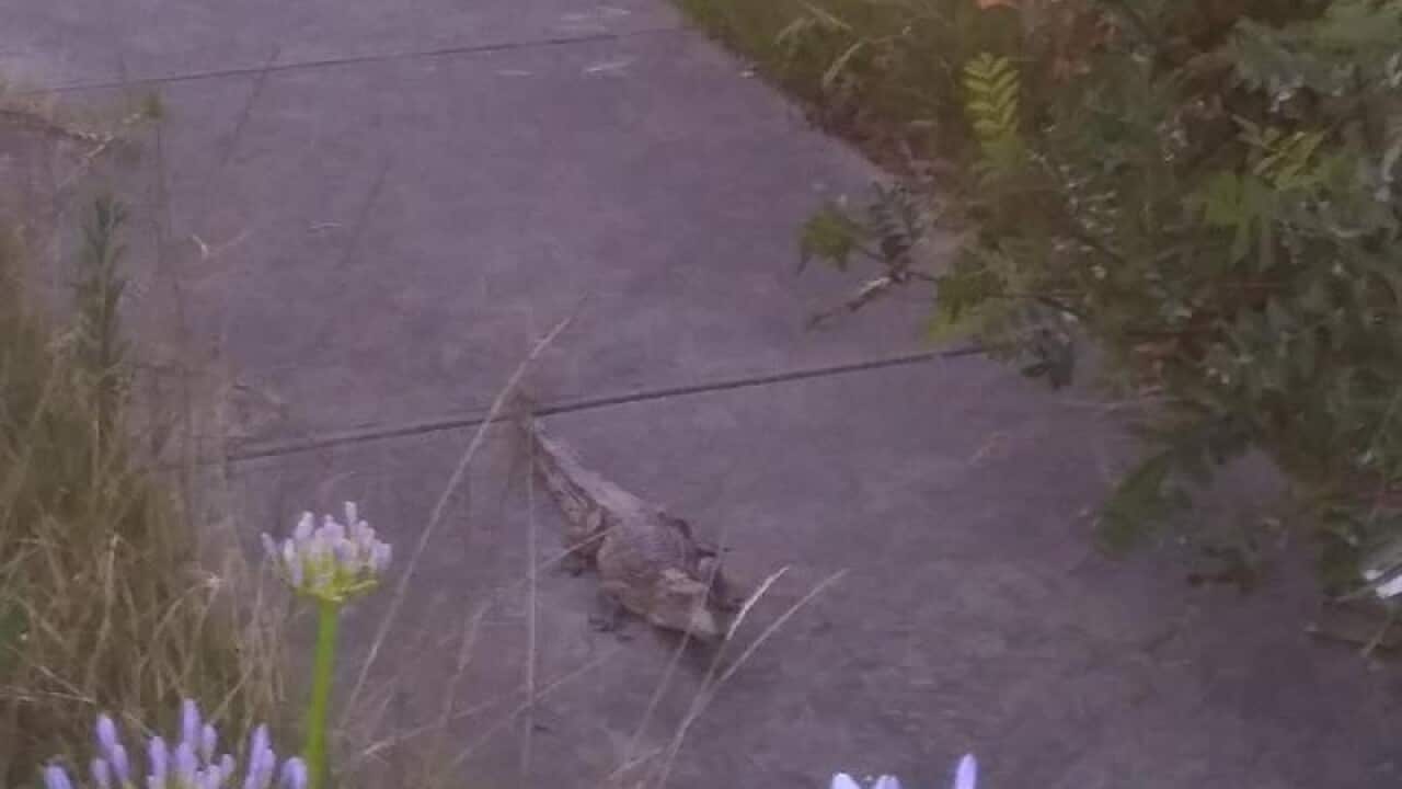 Melbourne crocodile