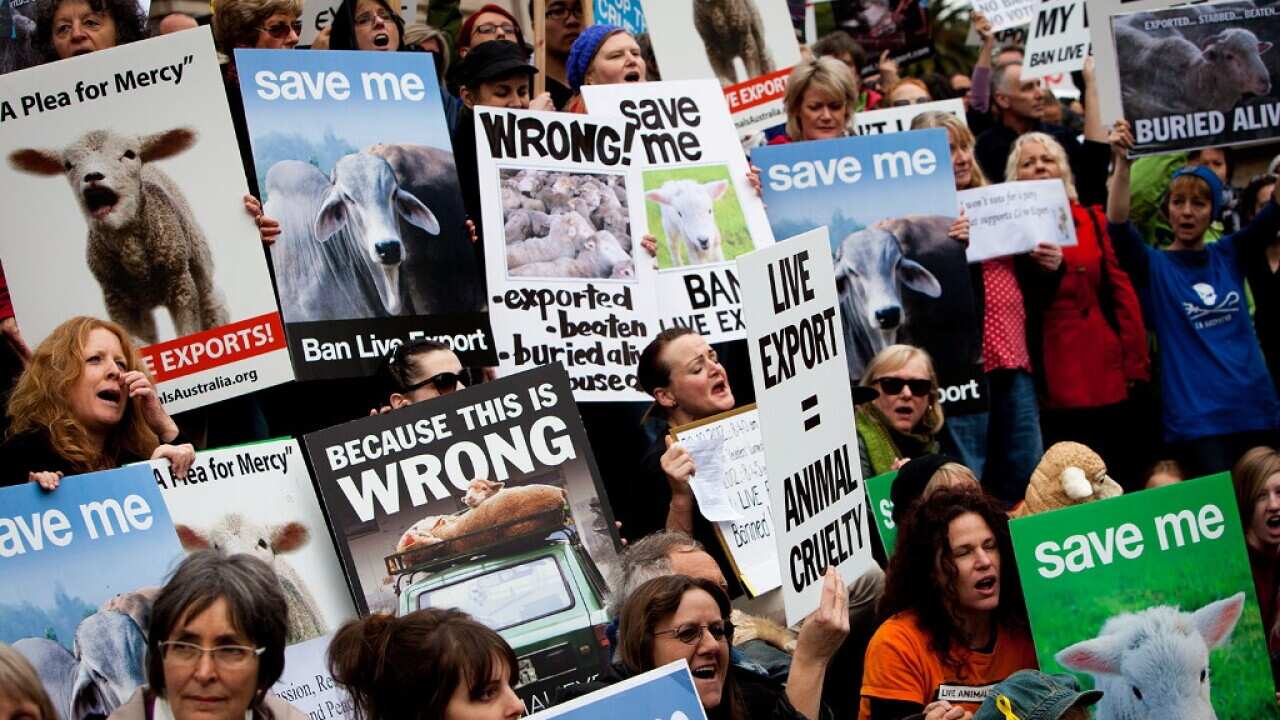 Live Animal Exports