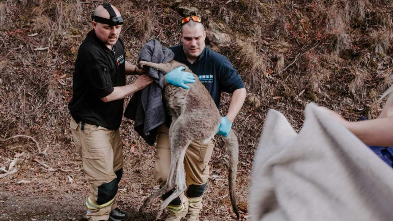 Michae Sehr German animal rescuer Australia