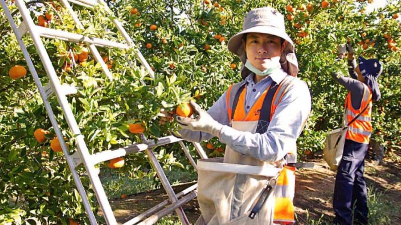 Backpackers beim Früchtepflücken