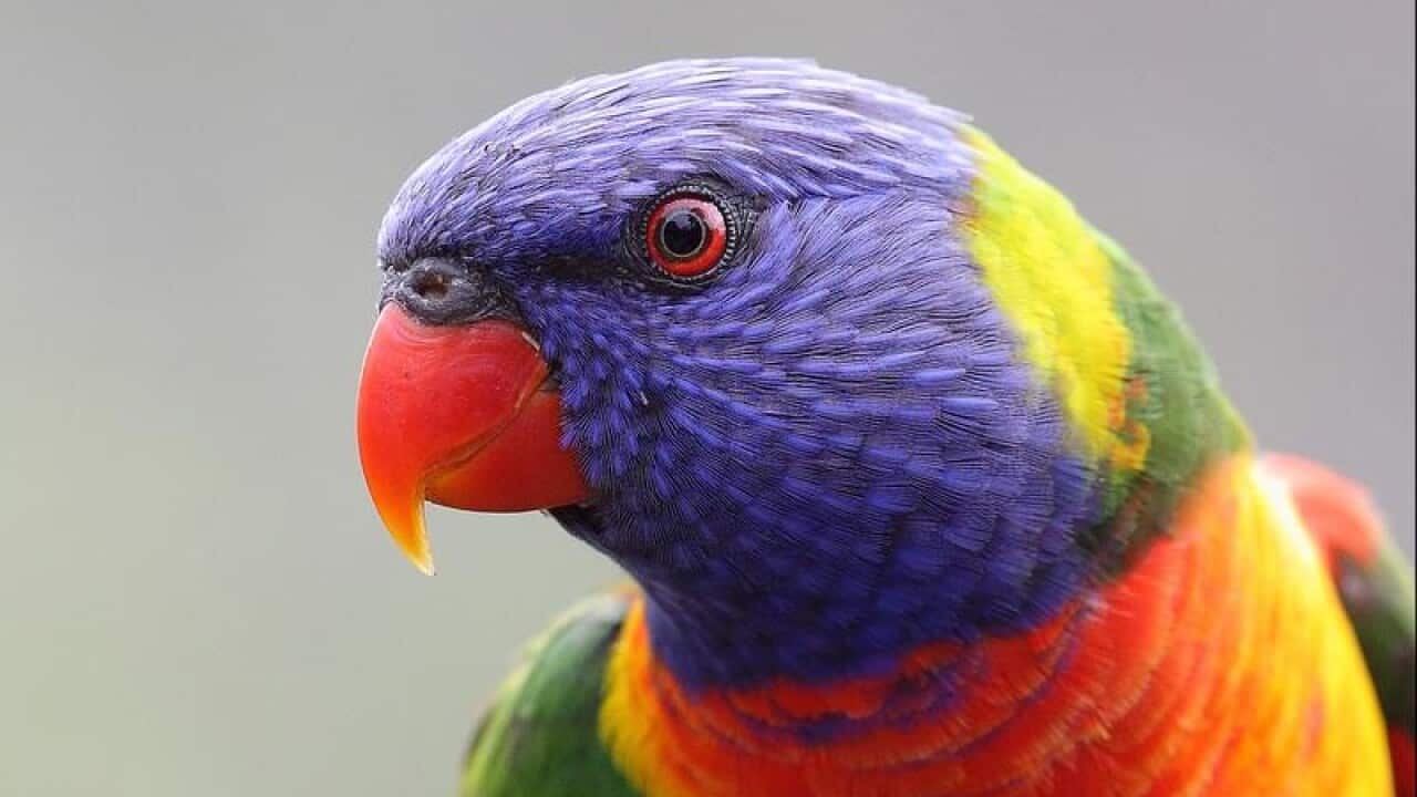 A Rainbow Lorikeet