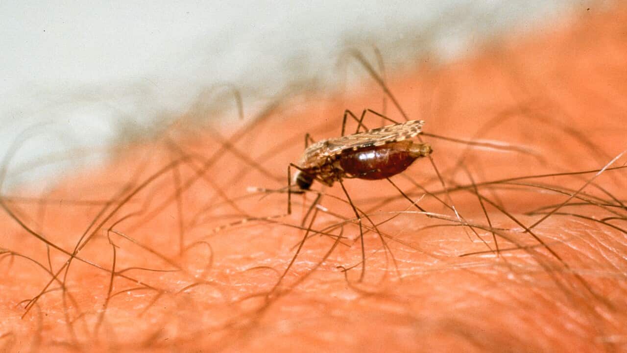 Female anopheles mosquito feeding