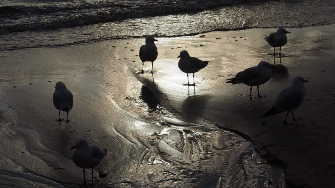 Sydney Seaside