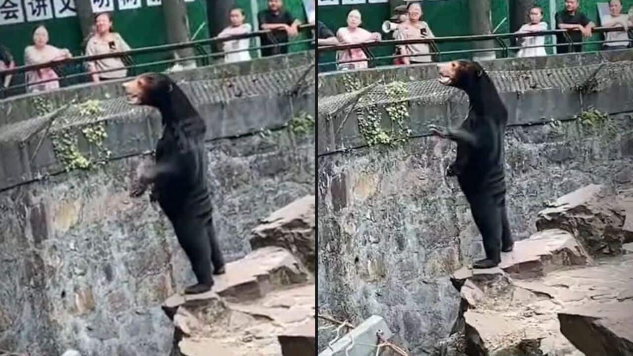 Two images of a sun bear standing on its hind legs