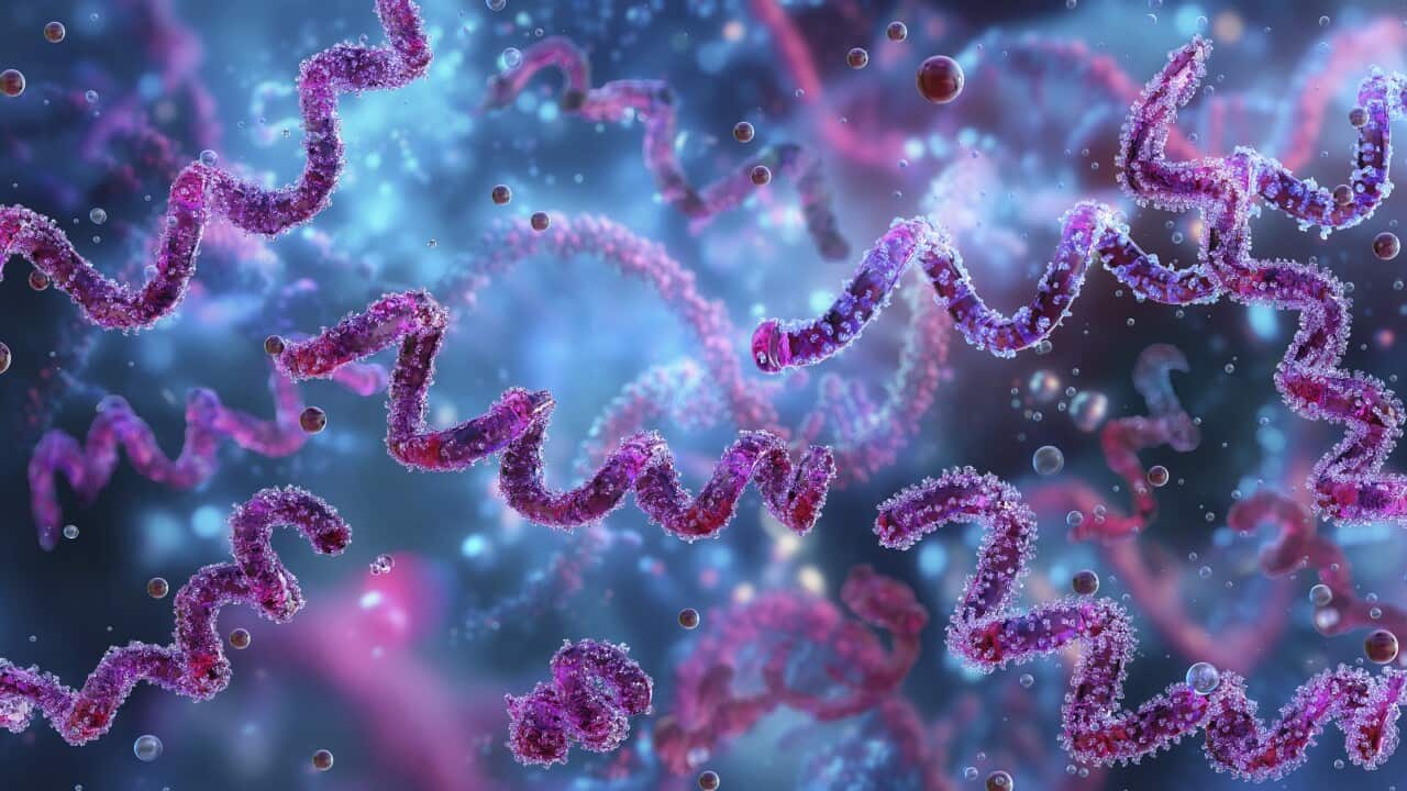 Illustration of Syphilis bacteria