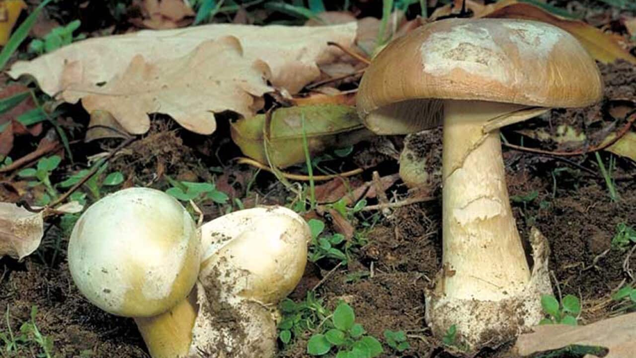 路邊野菇不要亂採食用!