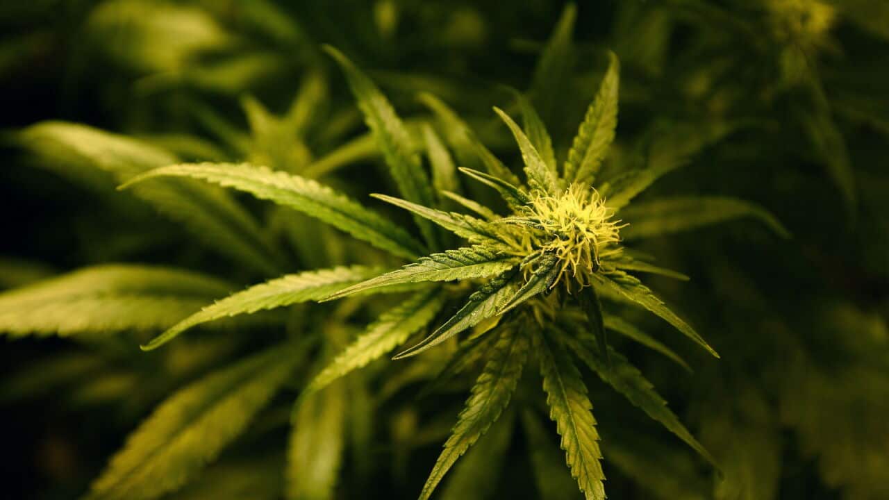 Legalisation of cannabis