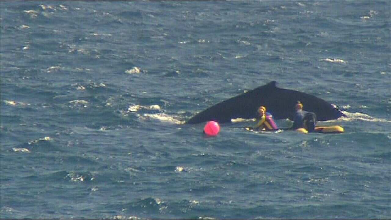 TRAPPED_WHALE.jpg