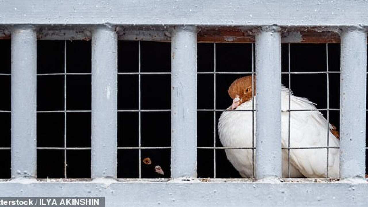 Pigeon is arrested in India on suspicion