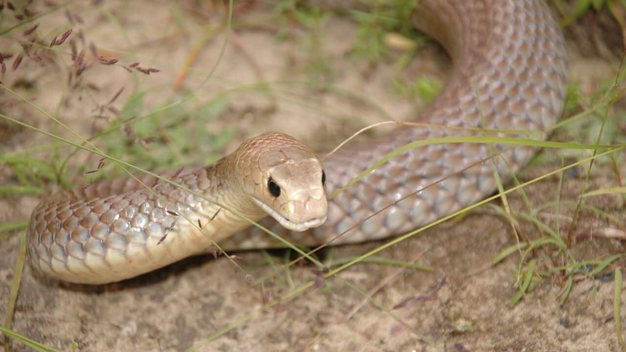 An eastern brown snake (AAP)