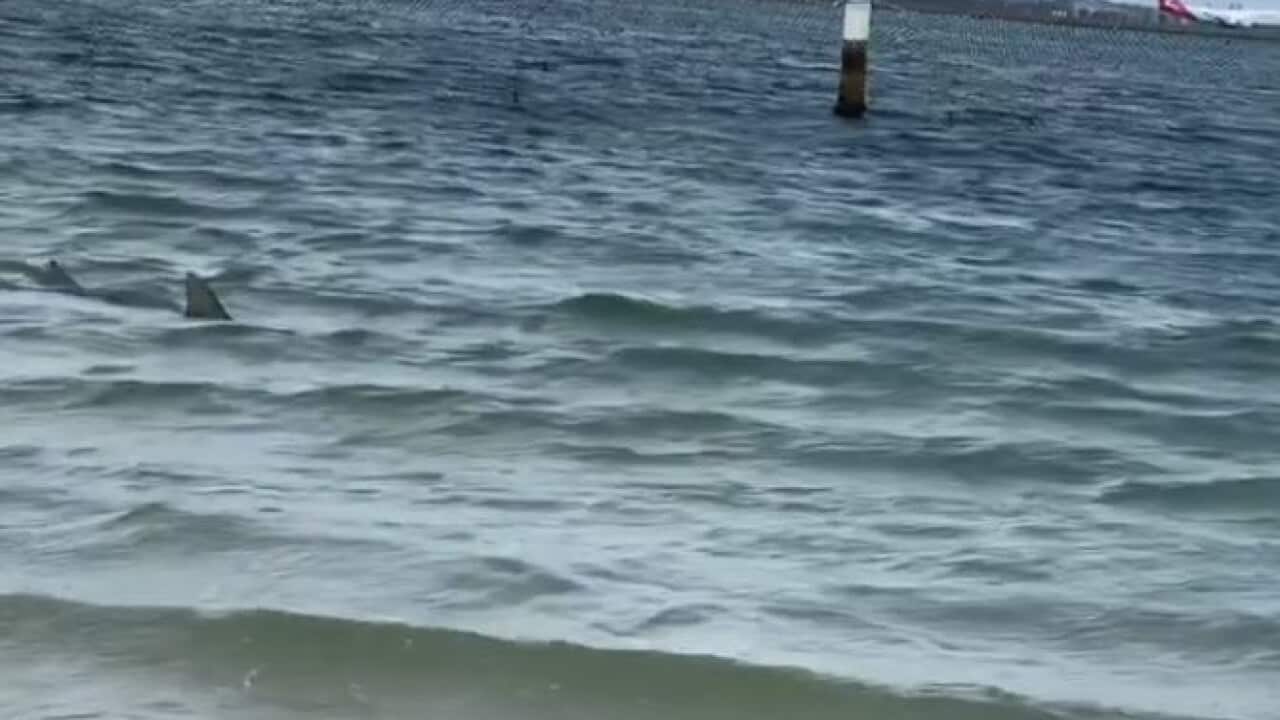 Large shark spotted inside swimming nets at Sydney beach