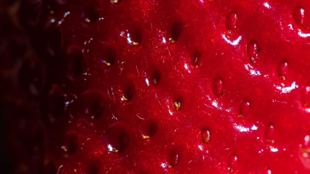 A close up image of a strawberry, showing the small seeds on its red flesh.