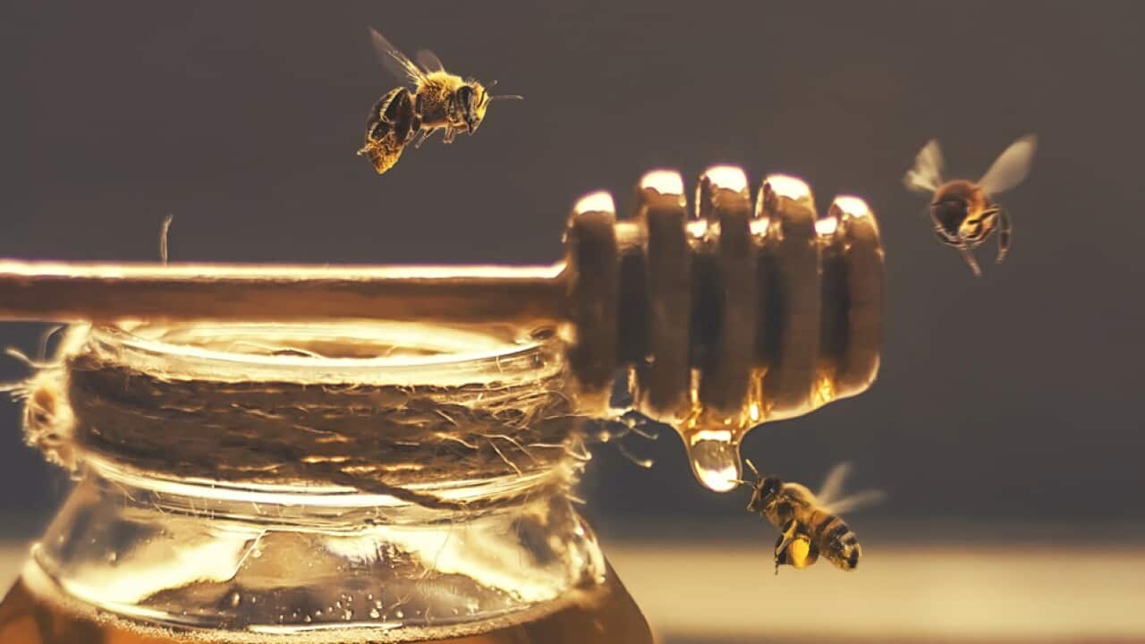 Jar of honey with honey dripper and bees