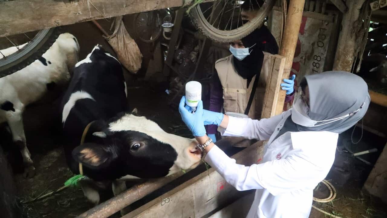 A veterinarian prepares a dose of the foot-and-mouth vaccine at a farm in West Java, Indonesia
