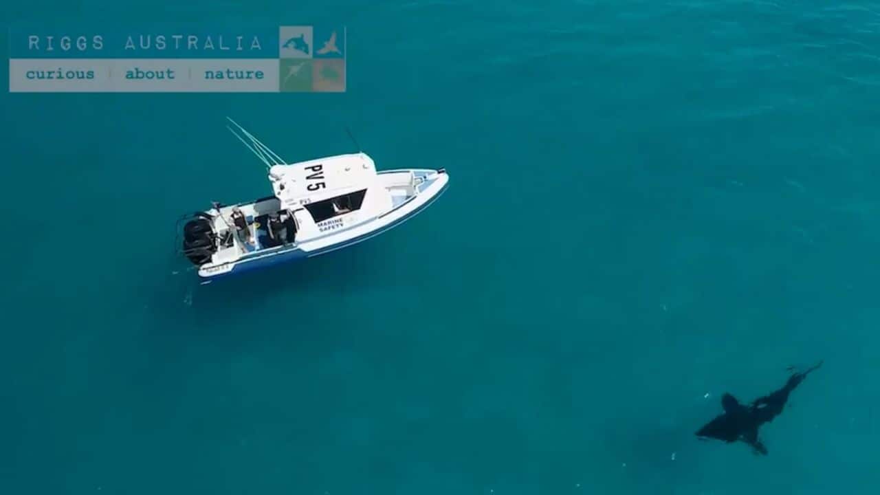 The great white shark captured on drone footage off the WA coast.
