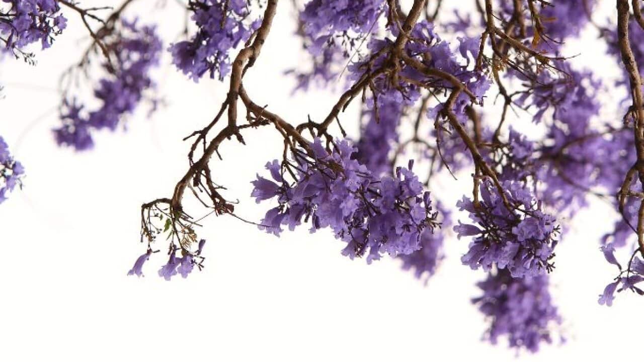 Jacaranda blossom in Sydney