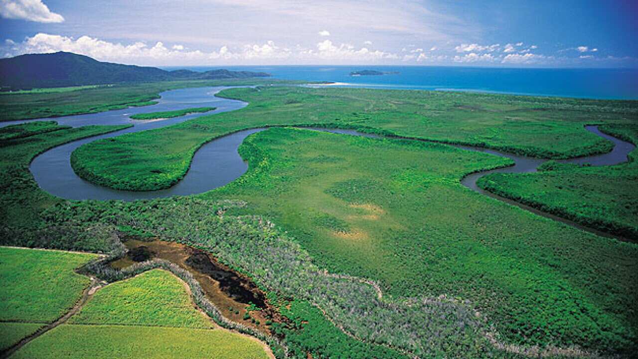 daintree