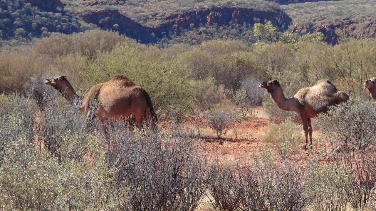 Camel